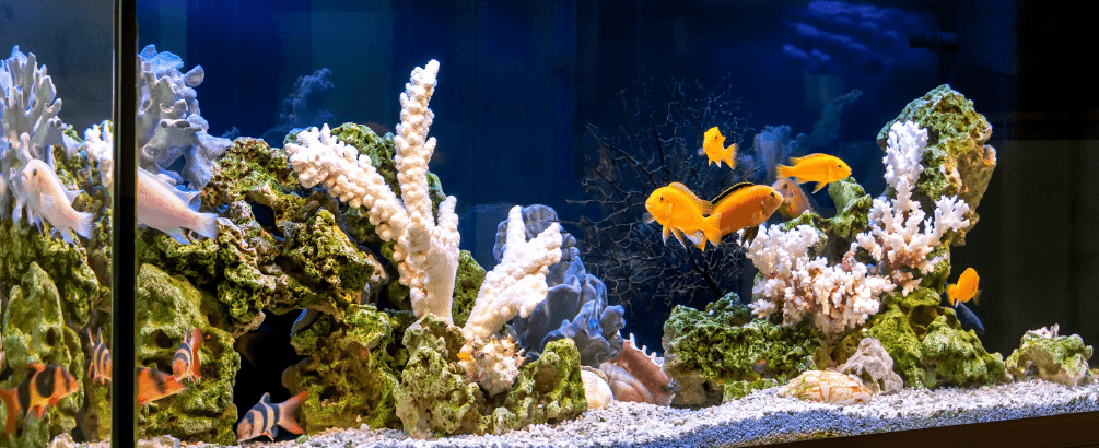 Is RO Water the Best Choice for Your Aquarium?
