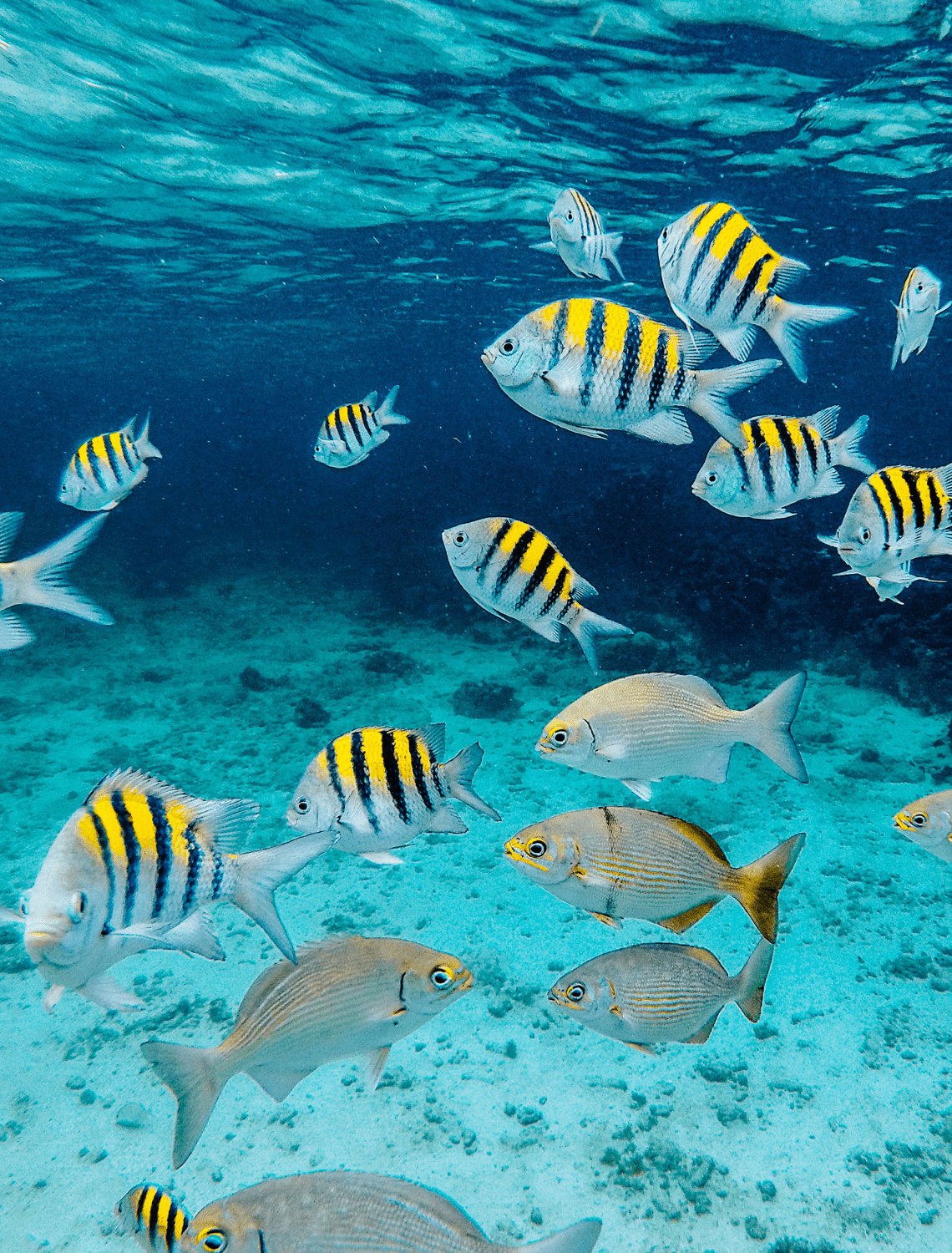 Do Fish Drink Water? The Surprising Truth Every Aquarist Should Know